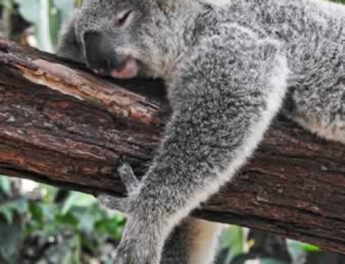 10 Strange and Surprising Sleep Facts in the Animal Kingdom