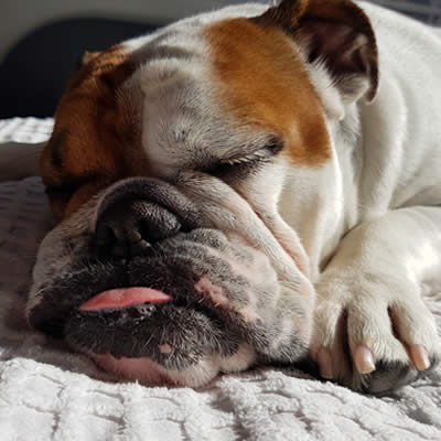 sleep assessment for snoring